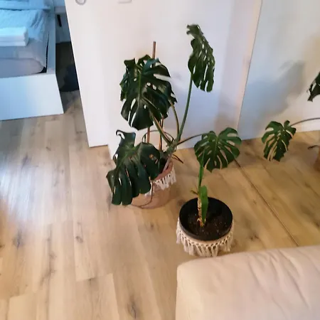 Veselina Apartamento Curnovec